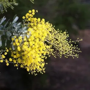 Acacia dealbata