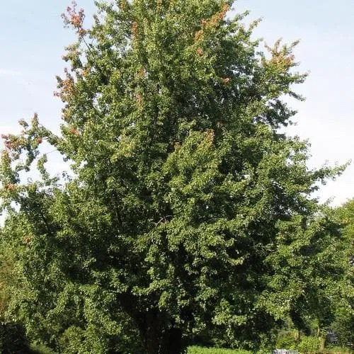 Acer saccharinum - Silver Maple