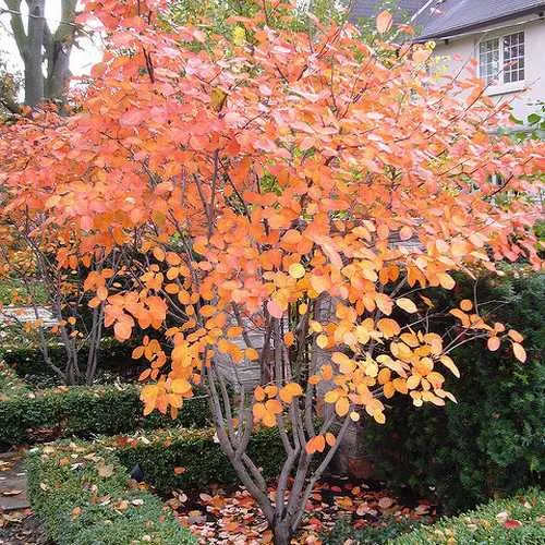 Amelanchier alnifolia Obelisk