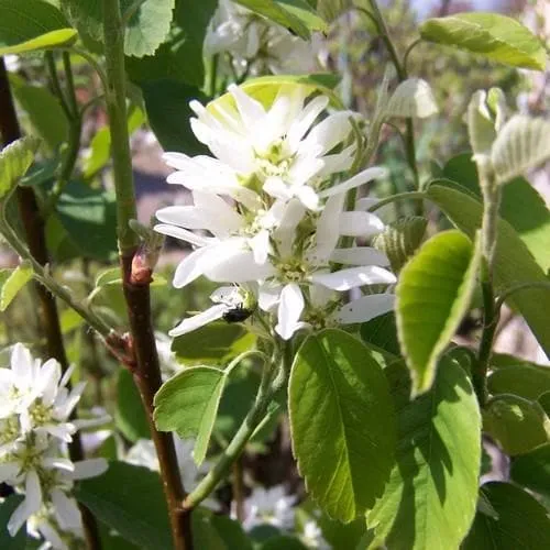 Amelanchier alnifolia Obelisk