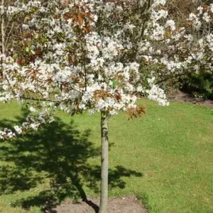 Amelanchier x grandiflora Robin Hill AGM