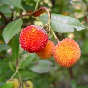 Arbutus unedo - Strawberry Tree