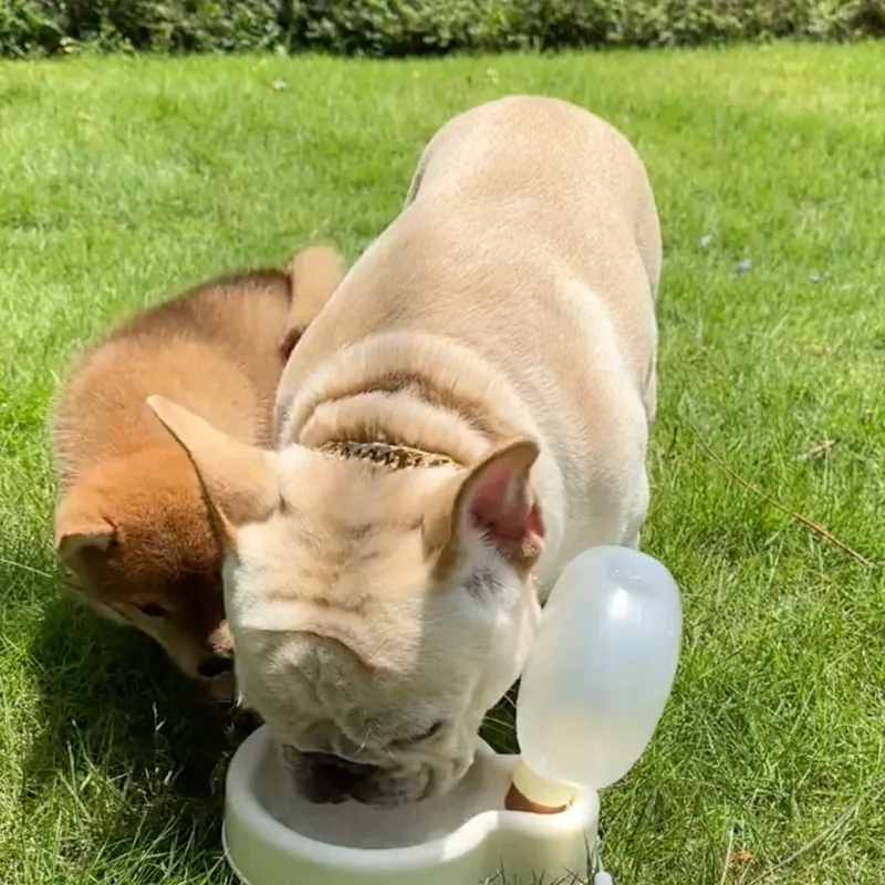 Balloon Water Bottle