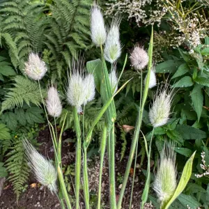 BUNNY TAIL GRASS