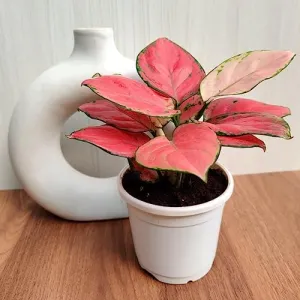 CAPPL Rare Imported Pink Ruby Aglaonema Live Plant (Pot Included)