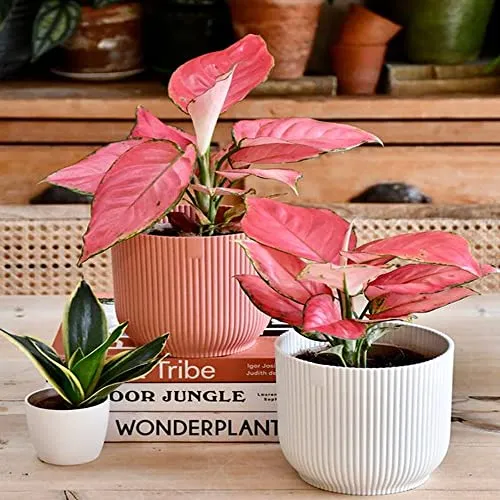 CAPPL Rare Imported Pink Ruby Aglaonema Live Plant (Pot Included)