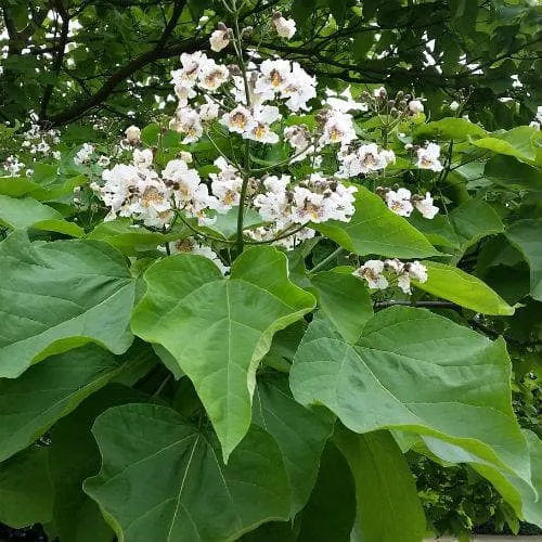 Catalpa bignonioides