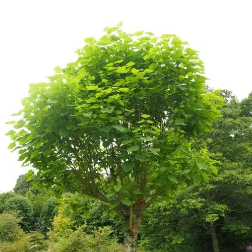 Catalpa bignonioides