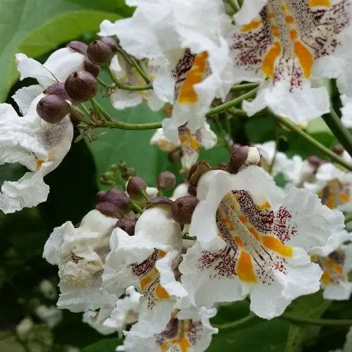 Catalpa bignonioides