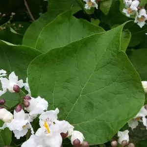 Catalpa bignonioides