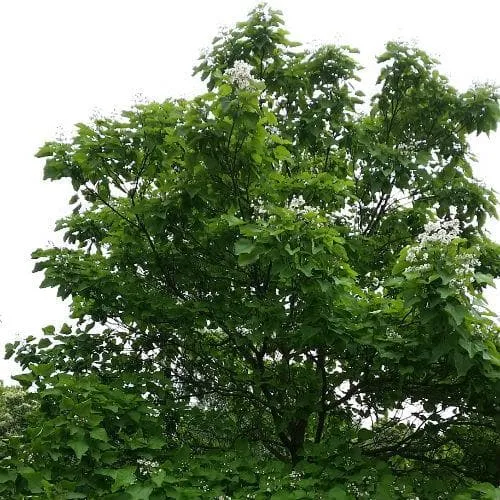 Catalpa bignonioides