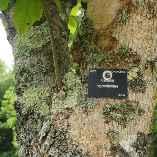 Catalpa bignonioides