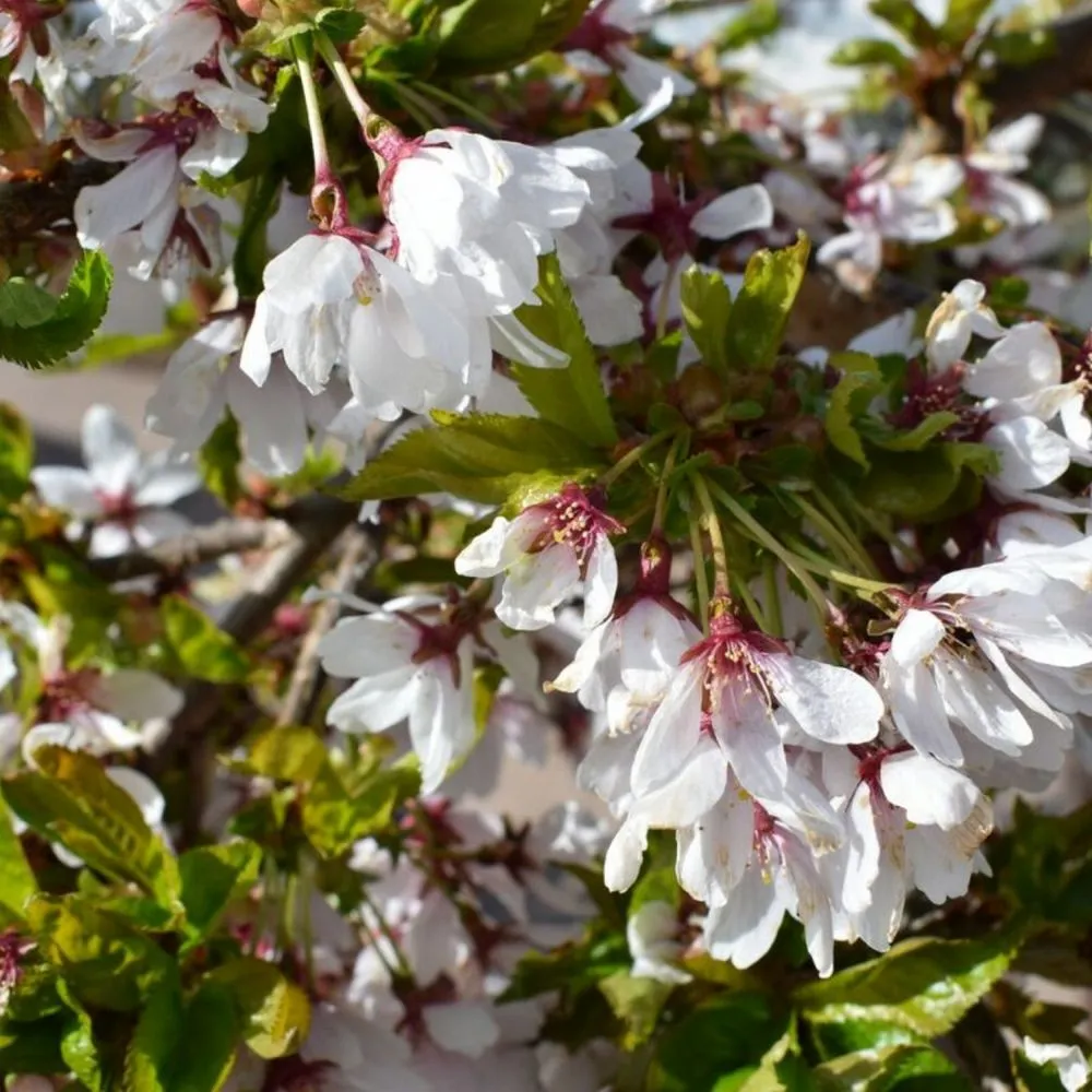 Cherry Blossom 'Snow Showers' Patio Top Worked Tree 11.5Ltr Pot