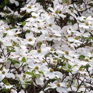 Cornus Eddie's White Wonder