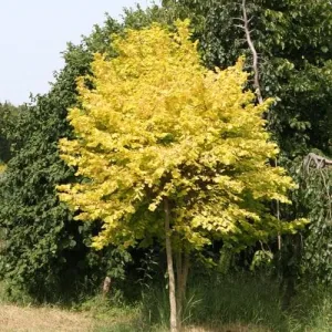 Corylus avellana Aurea