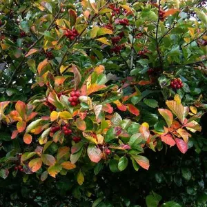 Crataegus persimilis Prunifolia