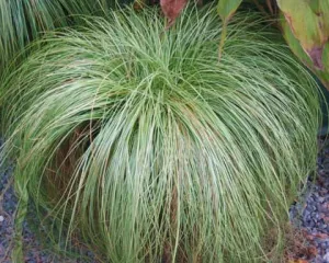 Frosted Curls Grass - Carex albula - Ornamental Grass - 10 Seeds