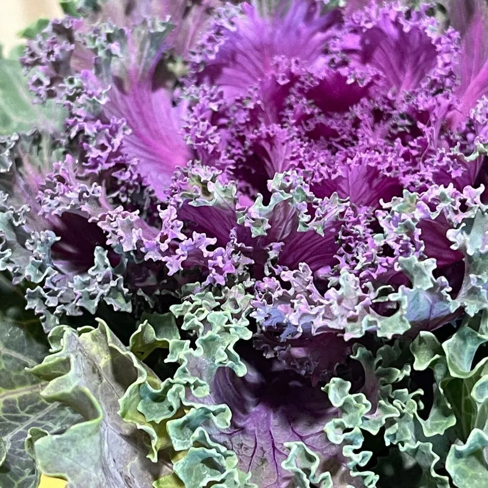 Ornamental Brassica Wild Cabbage Assorted Varieties 1 Ltr