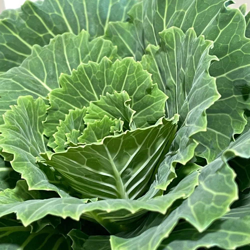 Ornamental Brassica Wild Cabbage Assorted Varieties 1 Ltr