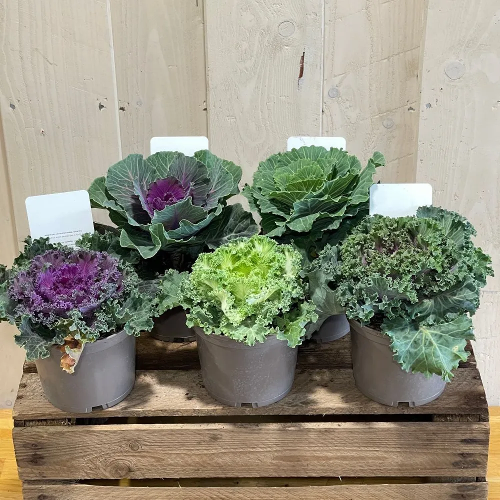 Ornamental Brassica Wild Cabbage Assorted Varieties 1 Ltr