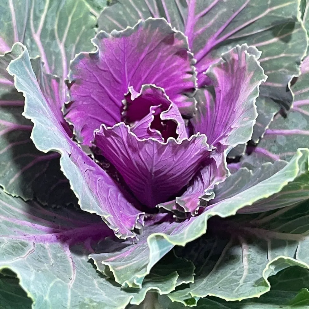 Ornamental Brassica Wild Cabbage Assorted Varieties 1 Ltr