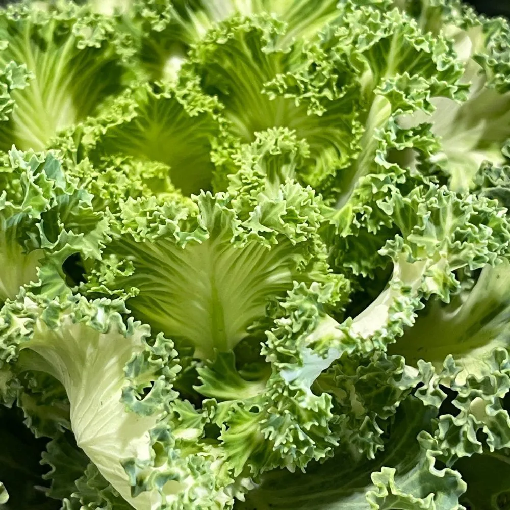 Ornamental Brassica Wild Cabbage Assorted Varieties 1 Ltr