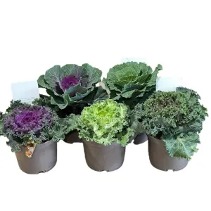 Ornamental Brassica Wild Cabbage Assorted Varieties 1 Ltr