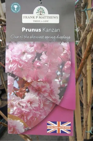 Prunus Kanzan