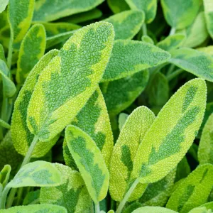 Sage Icterina