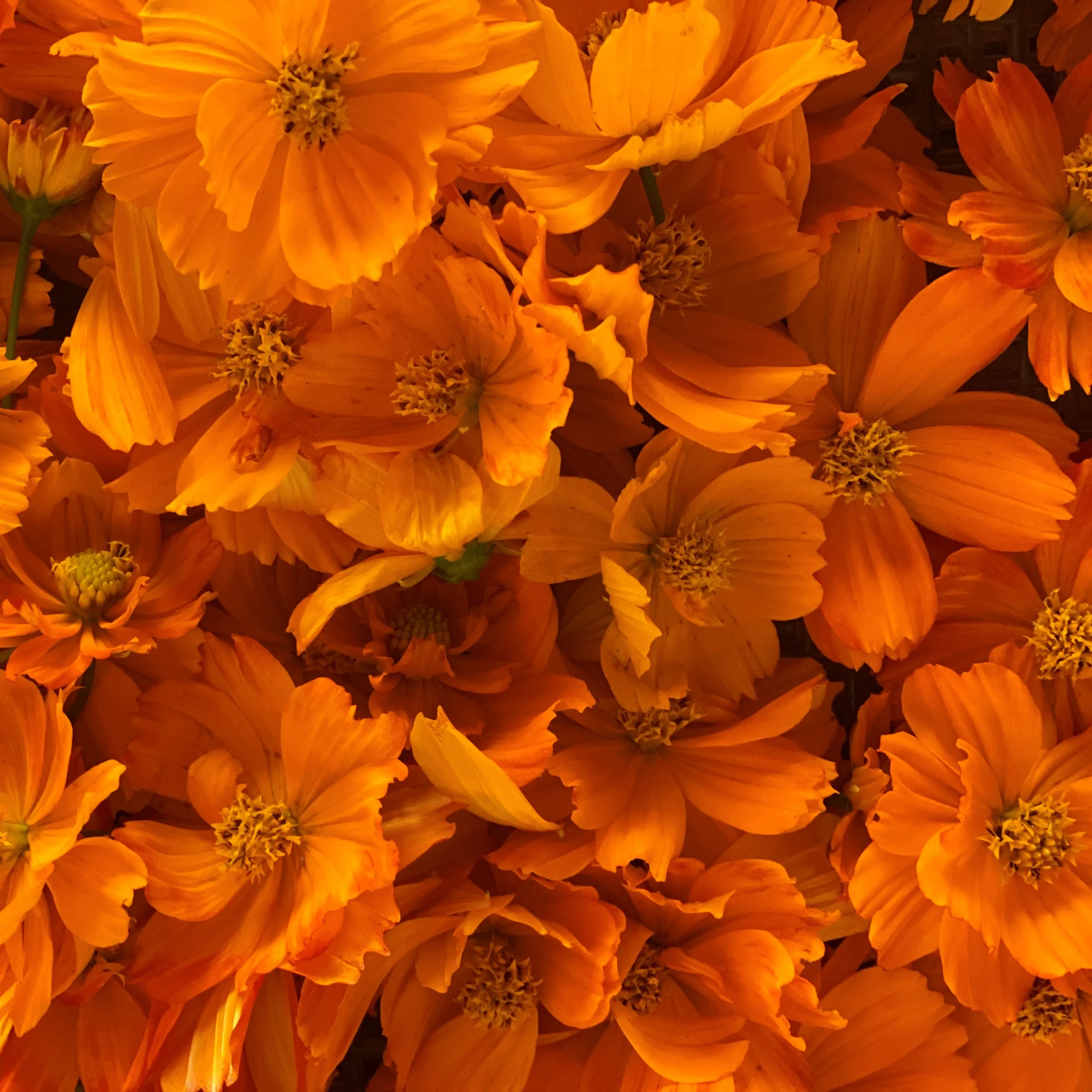 Sulphur Cosmos Seeds